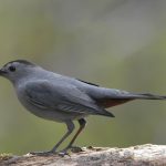 Layanan Bea Cukai Agam 2025: Menuju Keterbukaan dan Transparansi